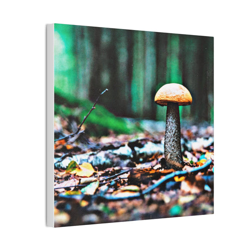 Birch Bolete Beauty — Stretched Canvas Nature Print